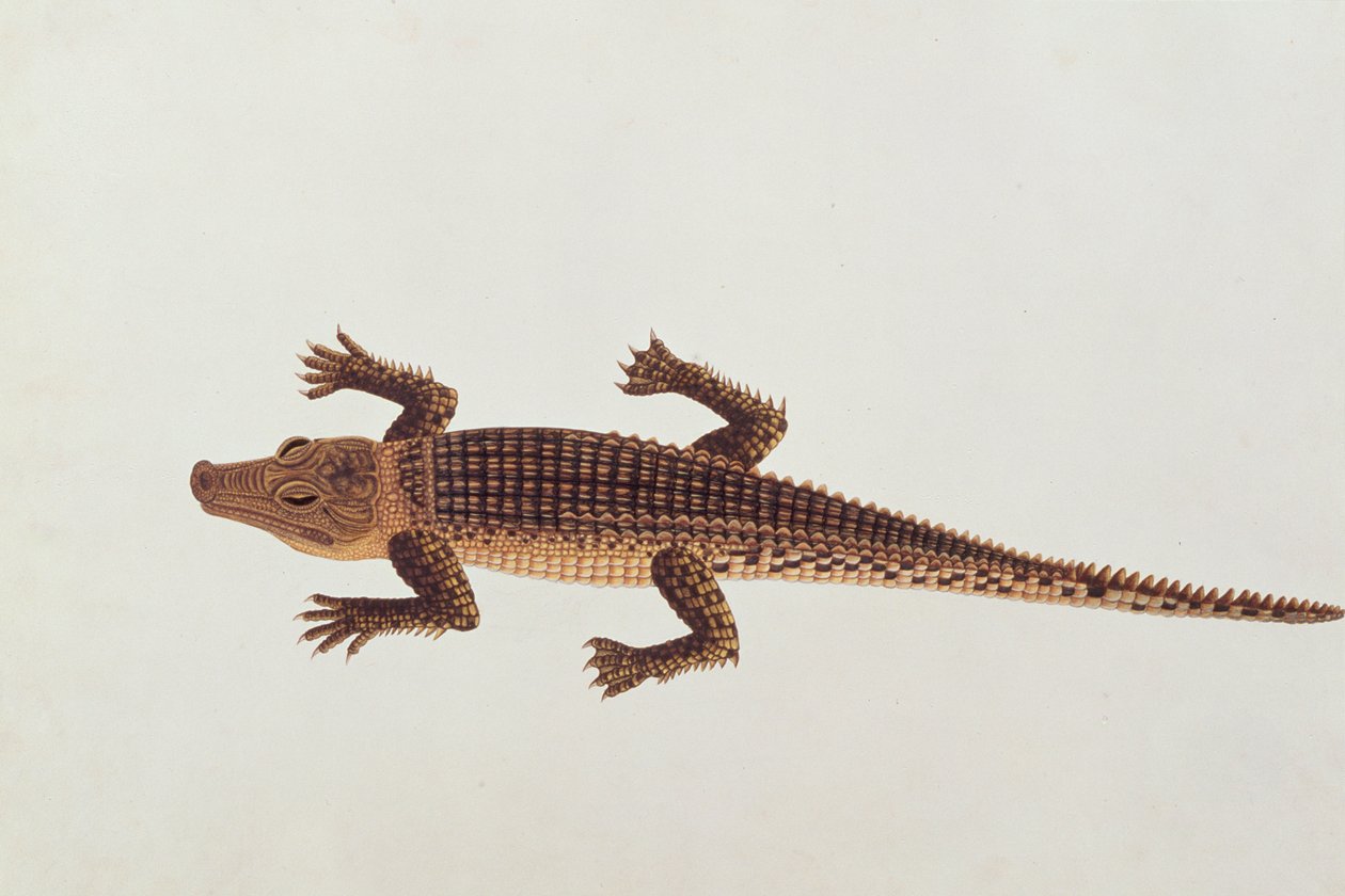 Boo-ay-ah Alligator, z kreseb zvířat, hmyzu a plazů z Malacca, kolem 1805-18 (wc a kvaš na papíře) od Chinese School