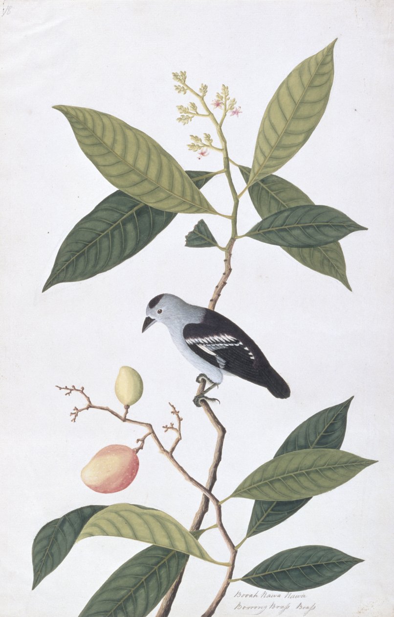 Booah Nawa Hawa, z Drawings of Birds from Malacca, c.1805-18 (wc na papíře) od Chinese School