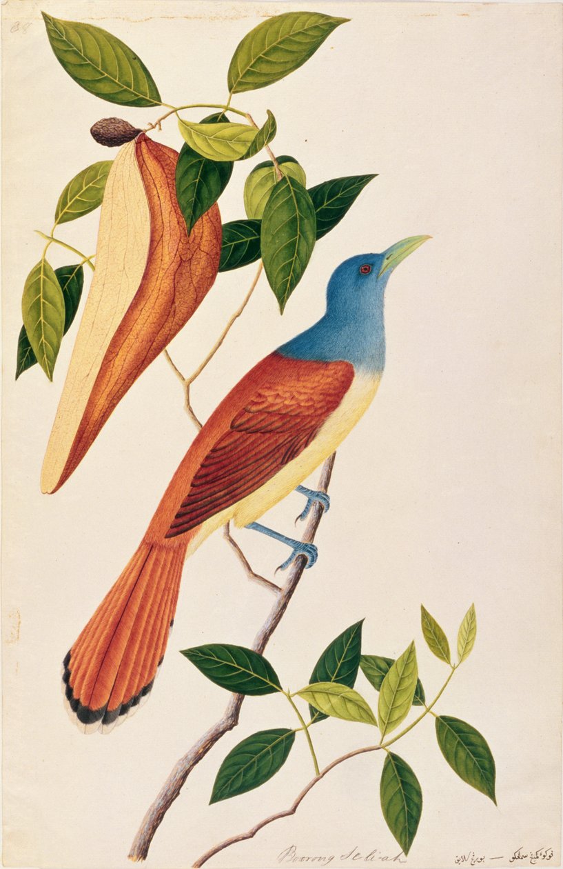 Boorong Seli-ah, z Drawings of Birds from Malacca, c.1805-18 (wc na papíře) od Chinese School