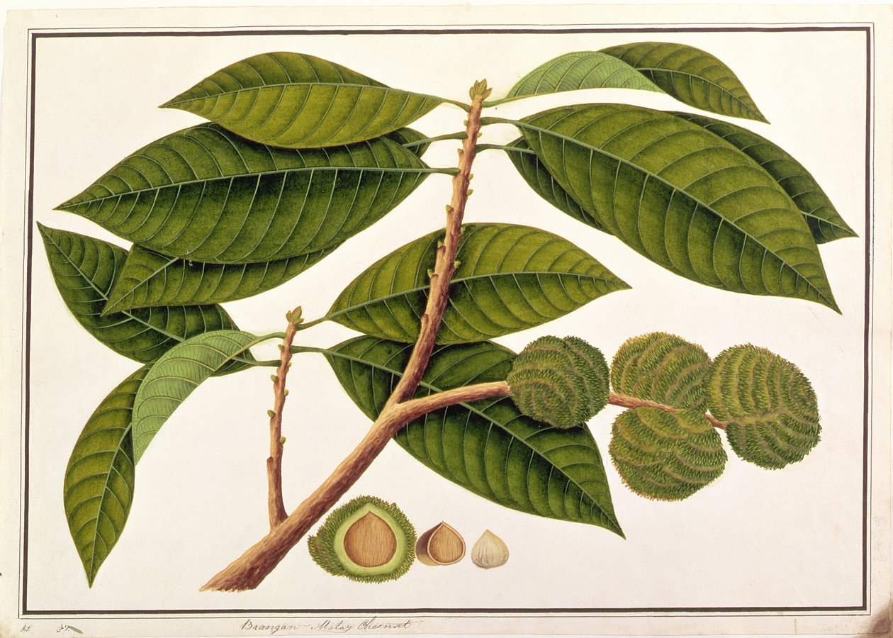 Brangam nebo malajský kaštan, z výkresů rostlin z Malacca, c.1805-18 (wc na papíře) od Chinese School