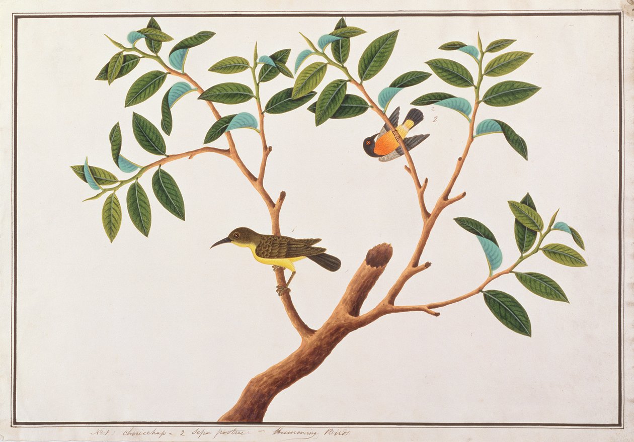 Slunečník hnědohrdlý a Slunečník rubínový, z kresby ptáků z Malacca, kolem 1805-18 (wc na papíře) od Chinese School