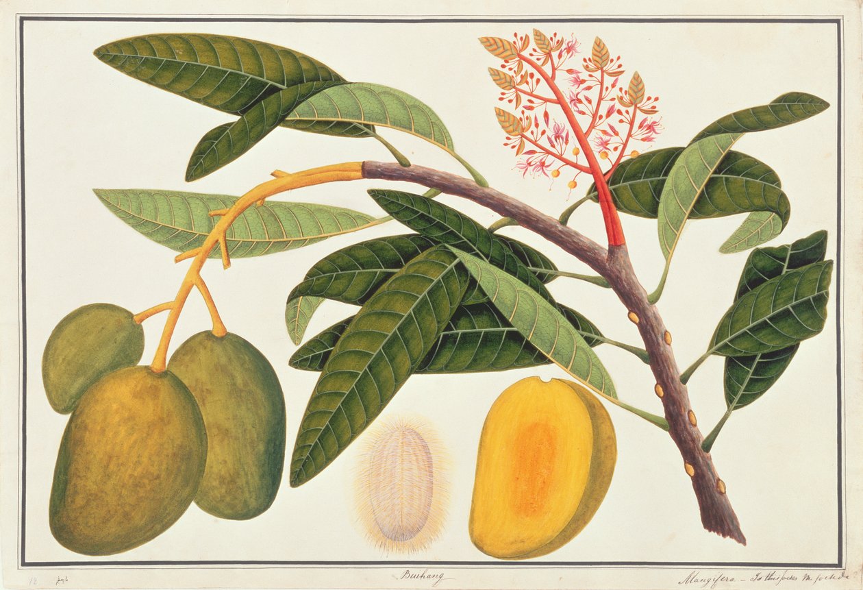 Buihang Mangifera, z výkresů rostlin z Malacca, c.1805-18 (wc na papíře) od Chinese School