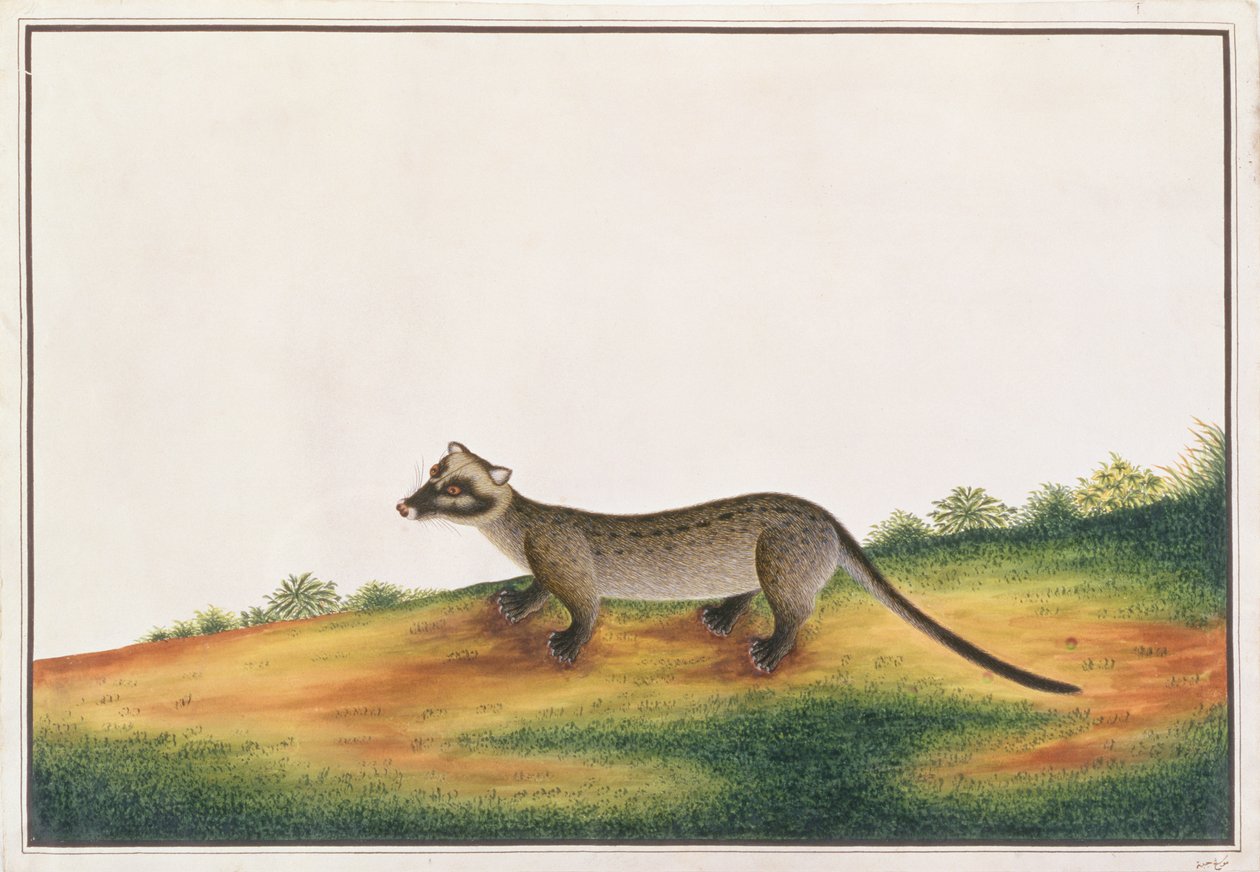Common Palm Civet, z kreseb zvířat, hmyzu a plazů z Malacca, kolem 1805-18 (kvaš a wc na papíře) od Chinese School