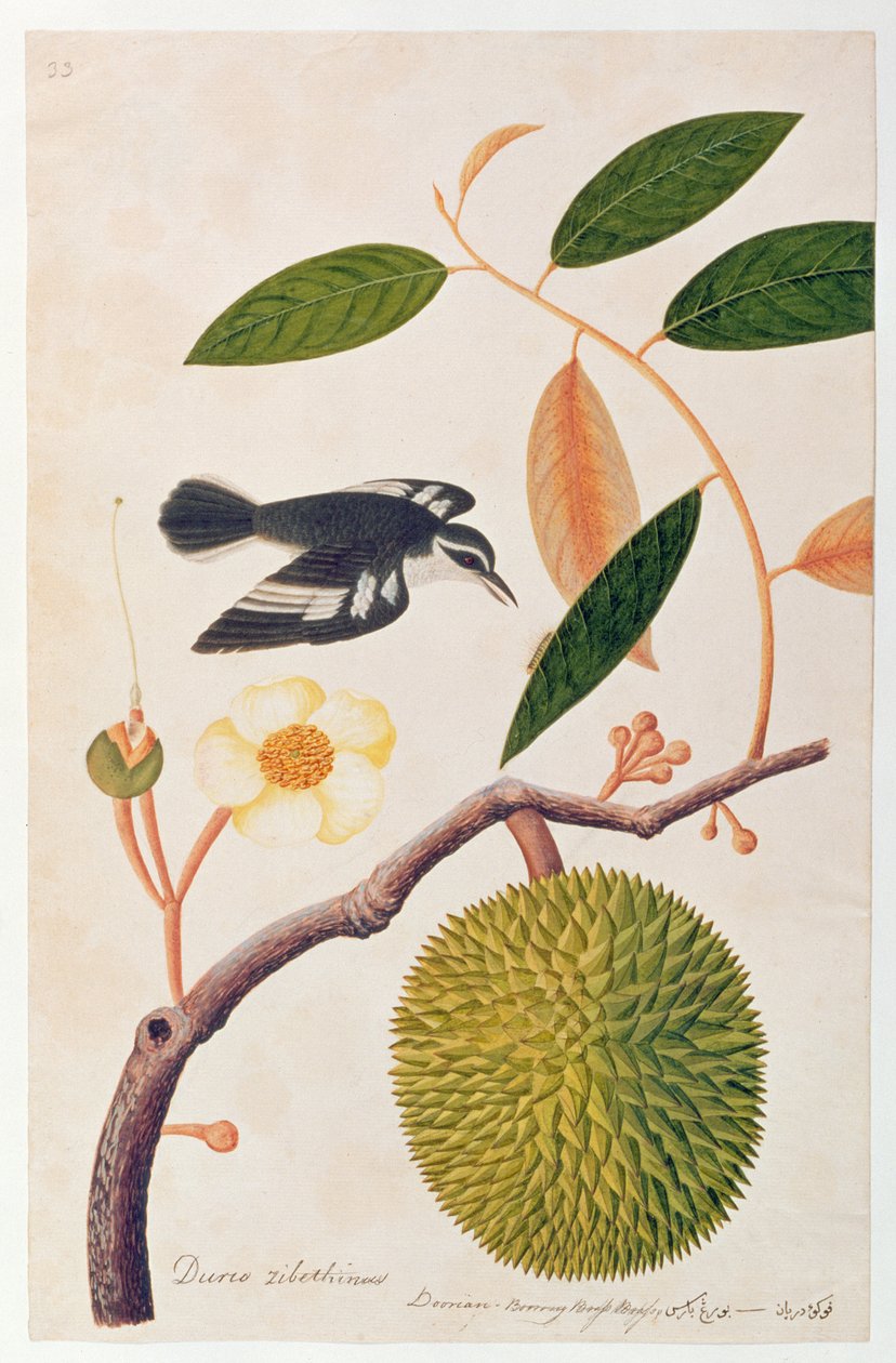 Durie zibethinus, mosaz Dorrian nebo Boorong, z výkresů ptáků z Malacca, kolem 1805-18 (wc na papíře) od Chinese School