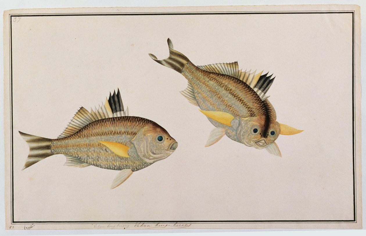 Eekan King-kerong, z Drawings of Fishes from Malacca, c.1805-18 (wc na papíře) od Chinese School