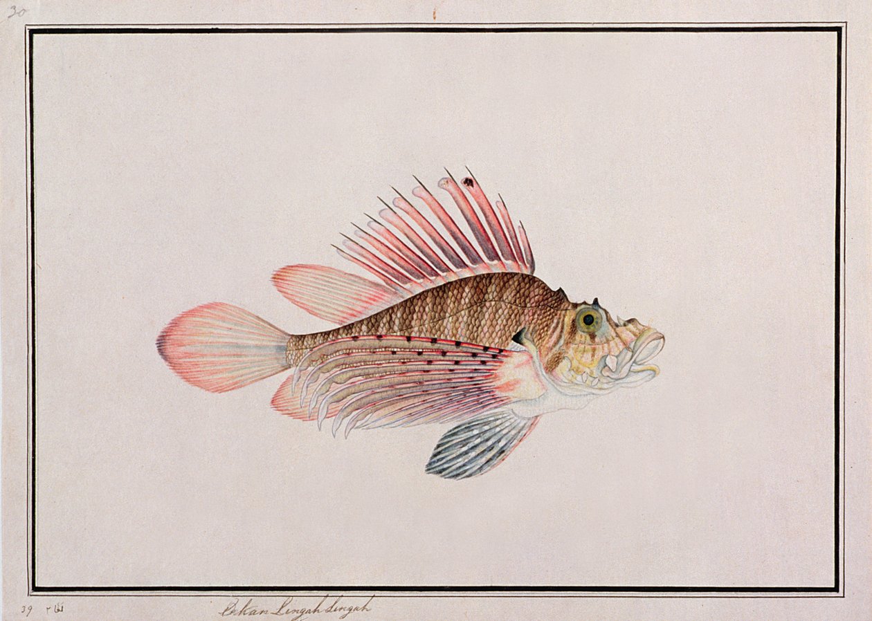 Eekan Linqah Singah, z Drawings of Fishes from Malacca, c.1805-18 (wc na papíře) od Chinese School