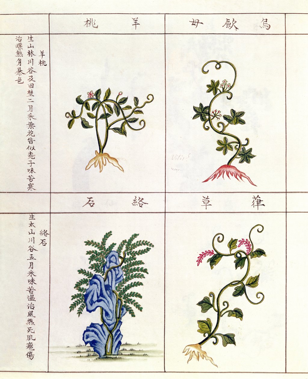Čtyři rostliny z Pen Tsao, sbírka léčivých rostlin, 18.-19. století od Chinese School