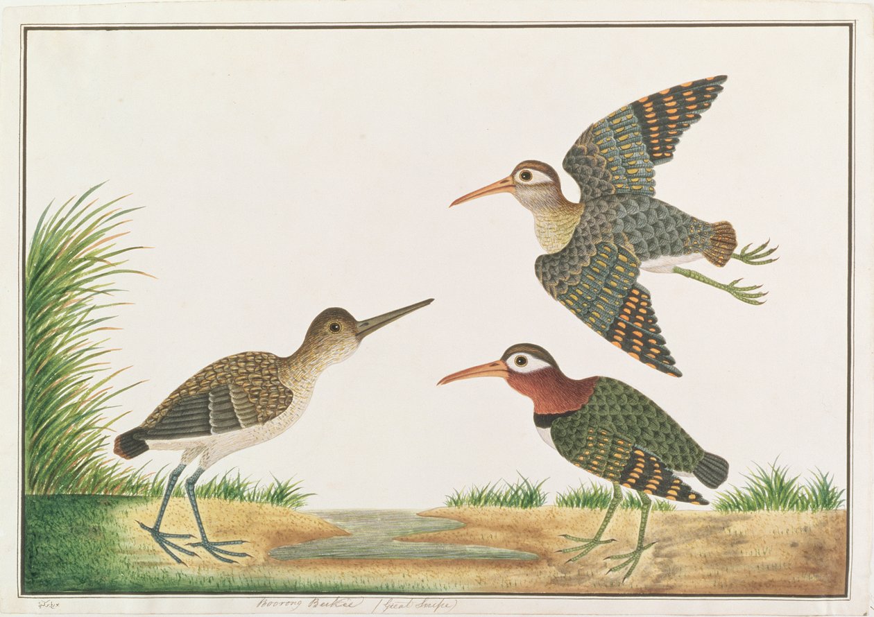 Větší Painted-Snipe, od Drawings of Birds from Malacca, c.1805-18 (wc na papíře) od Chinese School