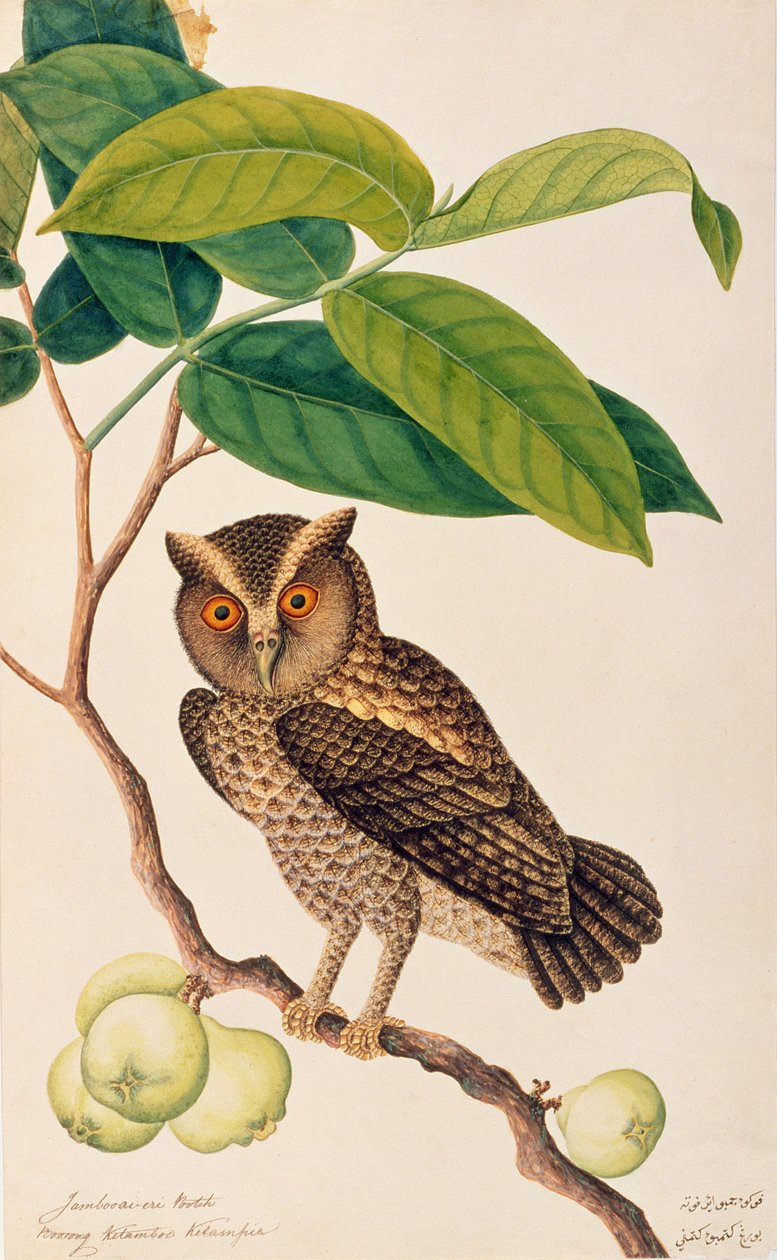 Jambooai-eri Pootih, Boorong Ketamboo Ketampin, z Drawings of Birds from Malacca, c.1805-18 (wc na papíře) od Chinese School