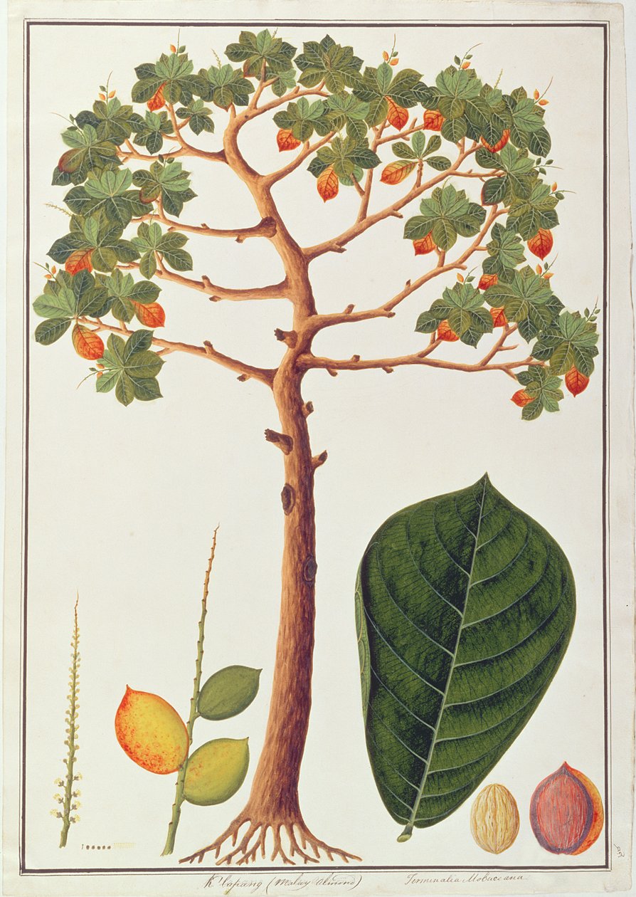 Klapang Terminalia Molucana nebo malajská mandle, z výkresů rostlin z Malacca, c.1805-18 (wc na papíře) od Chinese School