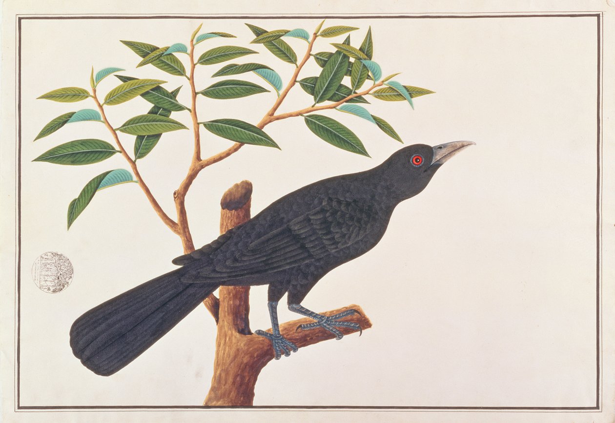 Koel, z Drawings of Birds from Malacca, c.1805-18 (wc na papíře) od Chinese School