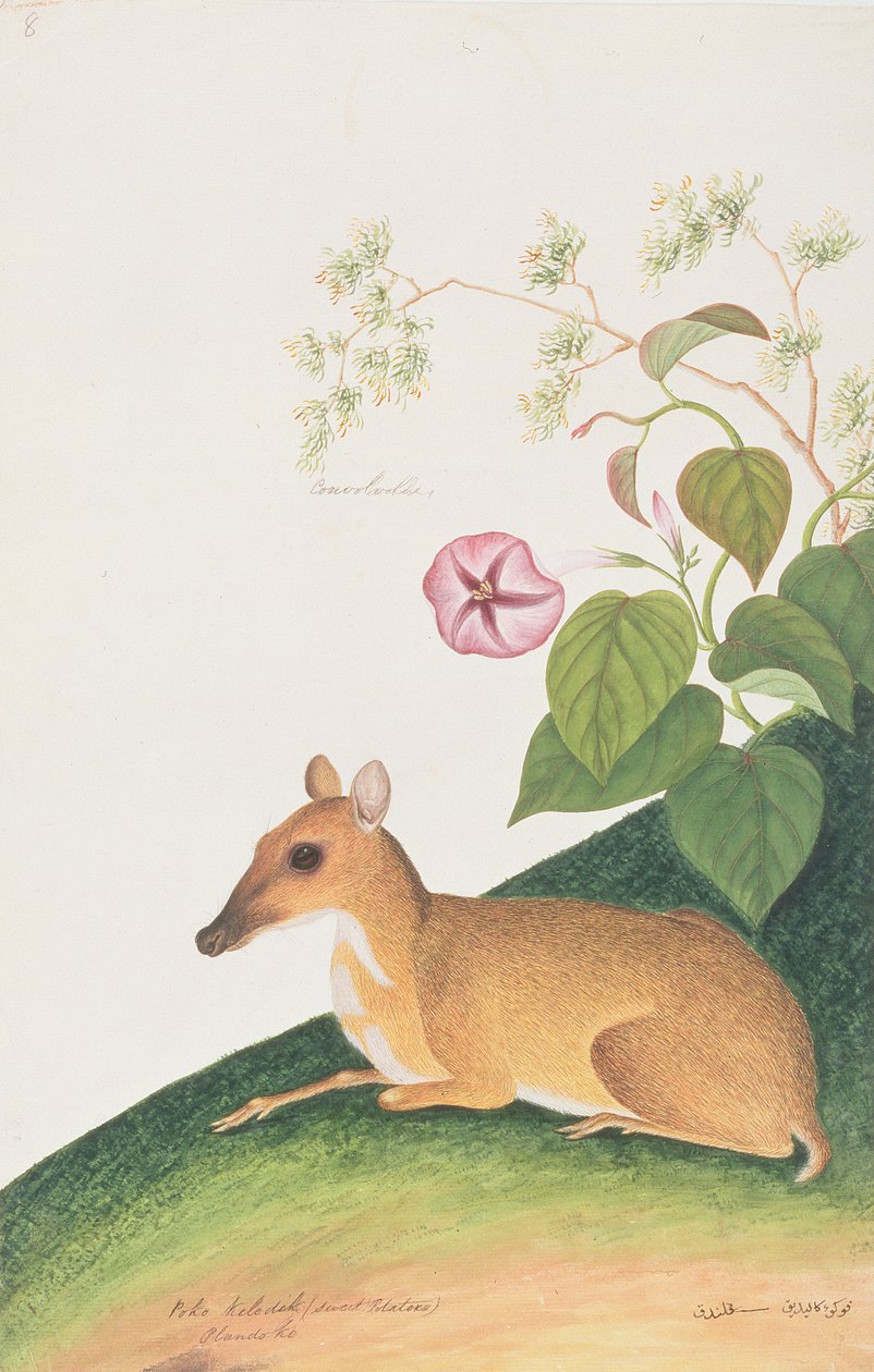 Lesser Mousedeer, z kreseb zvířat, hmyzu a plazů z Malacca, kolem 1805-18 (wc a kvaš na papíře) od Chinese School