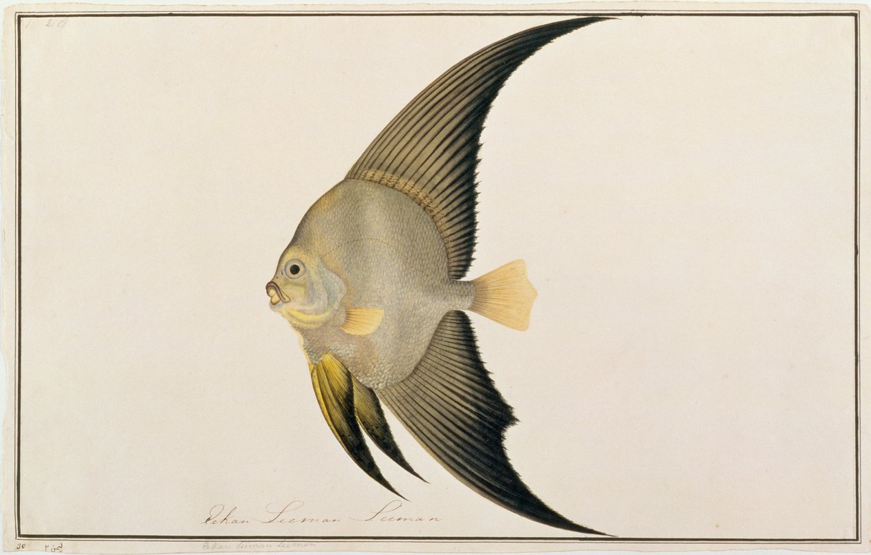 Netopýr dlouhoploutvý, z kresby ryb z Malacca, c.1805-18 (wc na papíře) od Chinese School