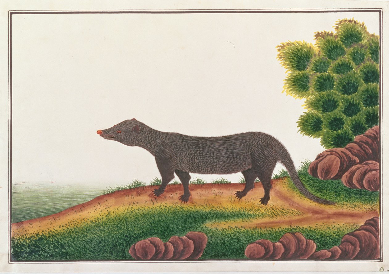 Mongoose, z kreseb zvířat, hmyzu a plazů z Malacca, kolem 1805-18 (kvaš a wc na papíře) od Chinese School