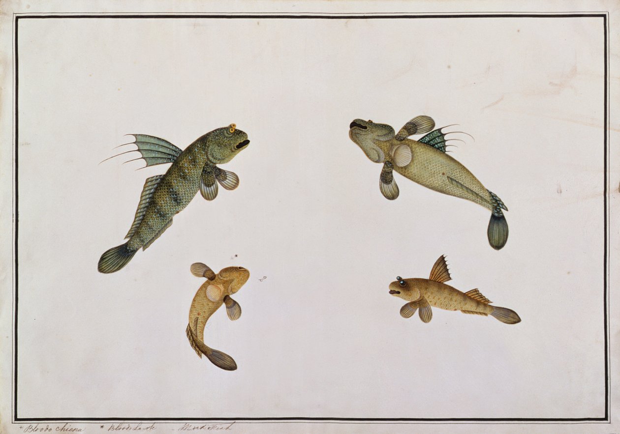 Mud Fish, Bloodo chiena, Bloodo La-ore, from Drawings of Fishes from Malacca, c.1805-18 (wc na papíře) od Chinese School
