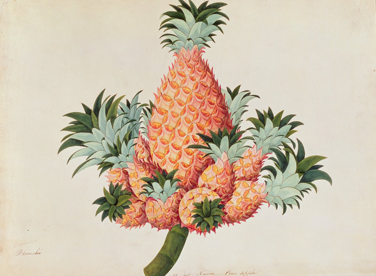 Nanas nebo ananas, z výkresů rostlin z Malacca, c.1805-18 (wc na papíře) od Chinese School