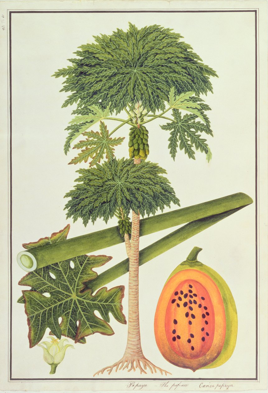Papaya, The Papaw nebo Carica Papaya, from Drawings of Plants from Malacca, c.1805-18 (wc on paper) od Chinese School