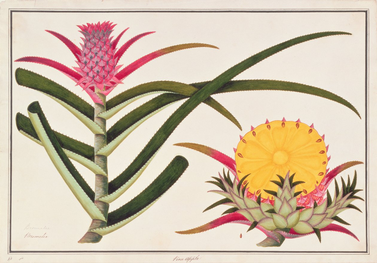 Ananas nebo bromélie, z výkresů rostlin z Malacca, c.1805-18 (wc na papíře) od Chinese School