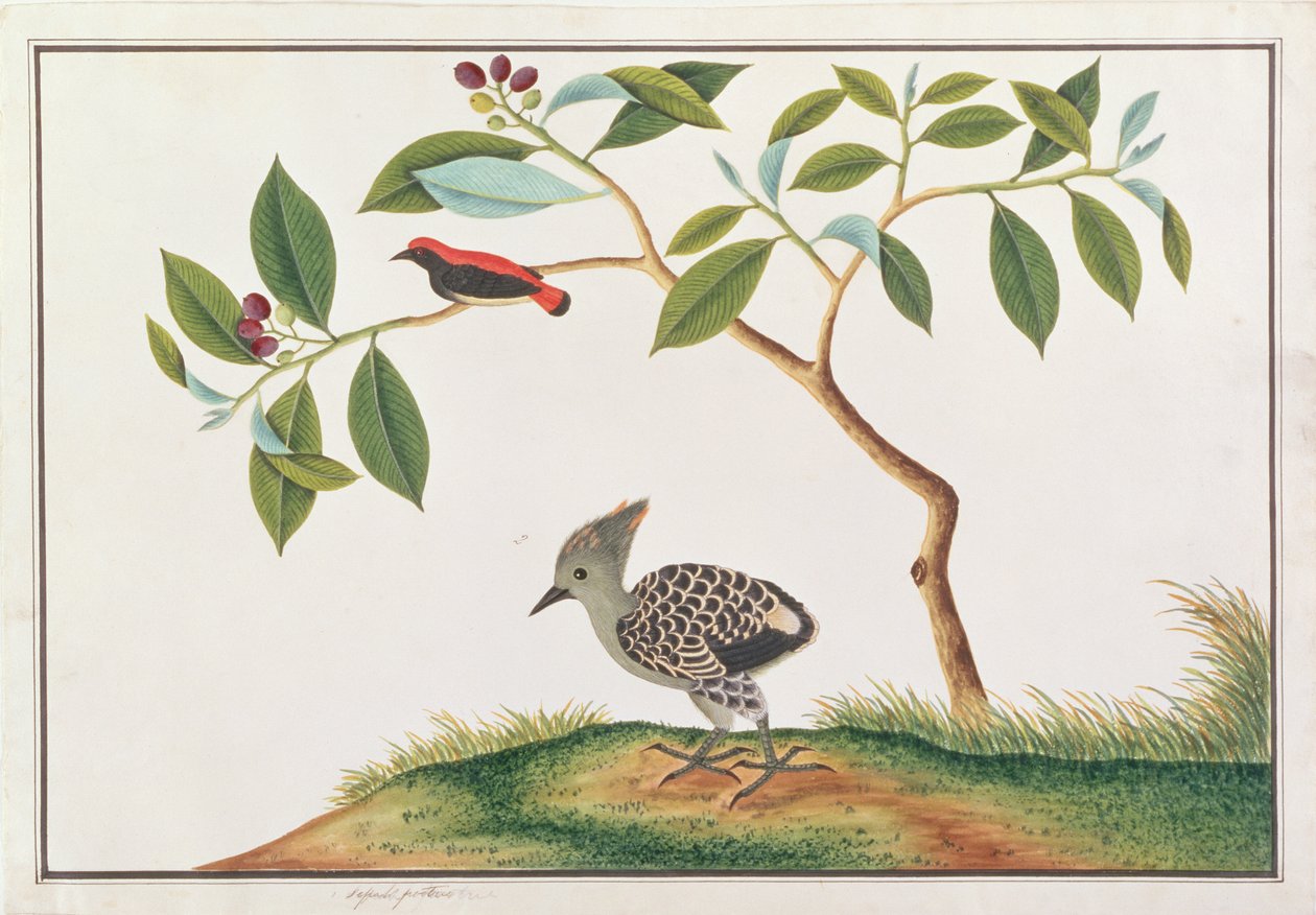 Květináč se šarlatovým hřbetem s šedožlutým datelem, z kresby ptáků z Malacca, kolem 1805-18 (wc na papíře) od Chinese School