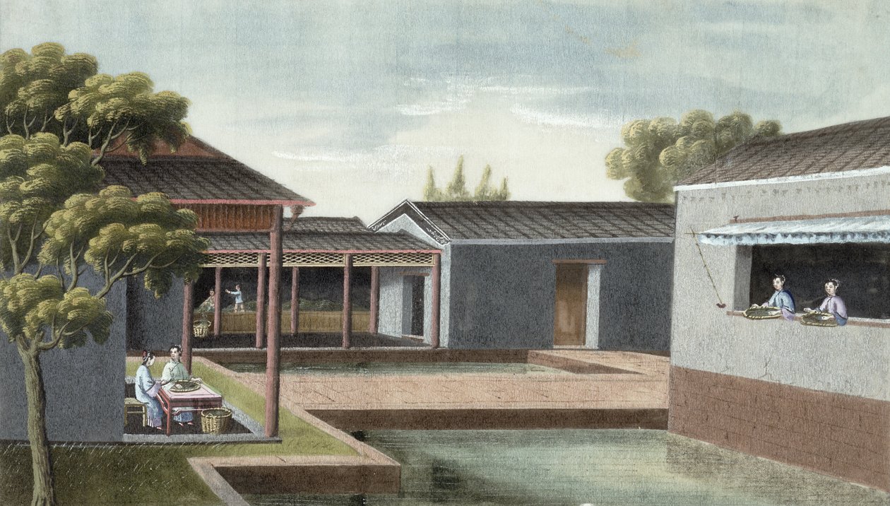 Třídění čaje (wc na papíře) od Chinese School