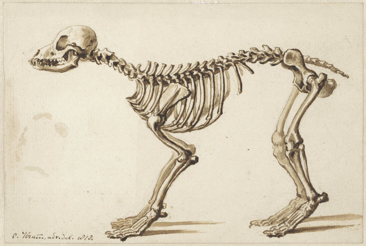 Kostra psa ze strany od Christiaan Kramm