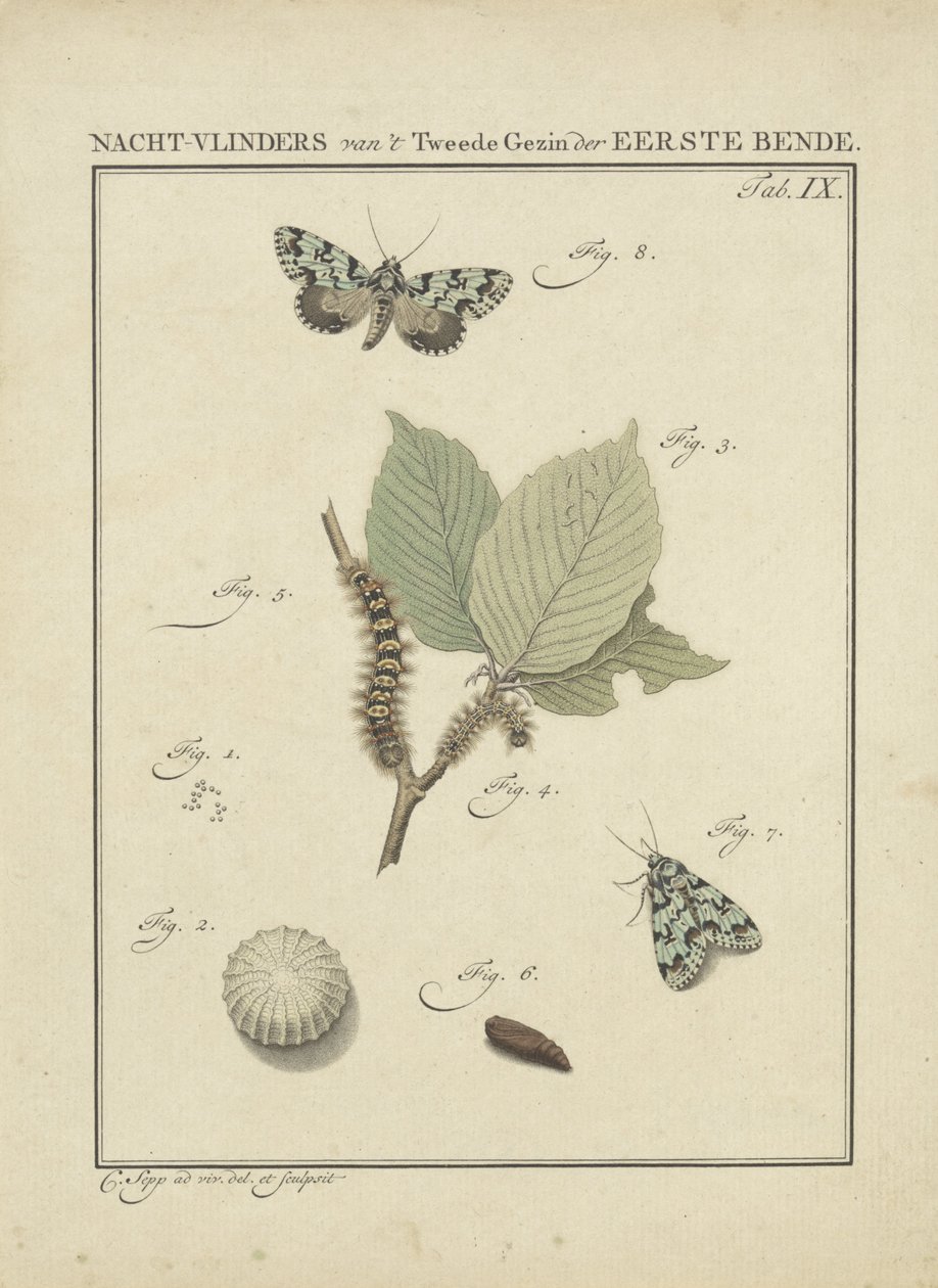 můry Moths of the Second Family of First Gang (název na objektu) od Christiaan Sepp