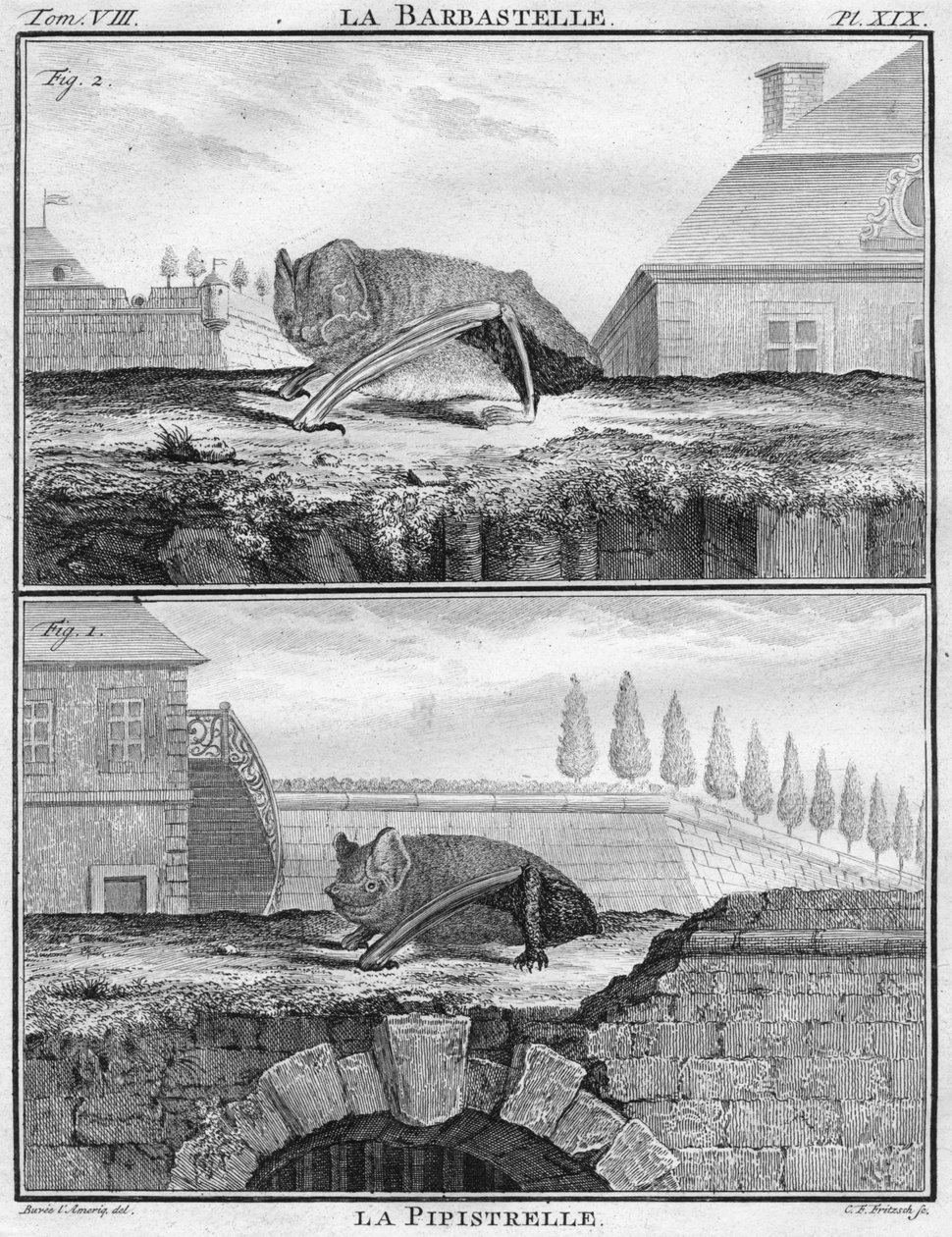 La Barbastelle & La Pipistrelle, c1763. od Christian Friedrich Fritzsch