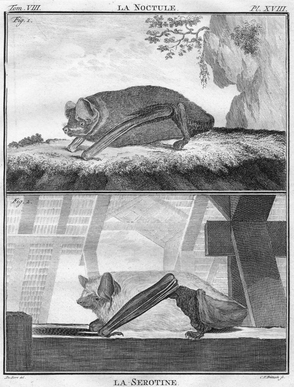 La Noctule & La Serotine, c1763. od Christian Friedrich Fritzsch