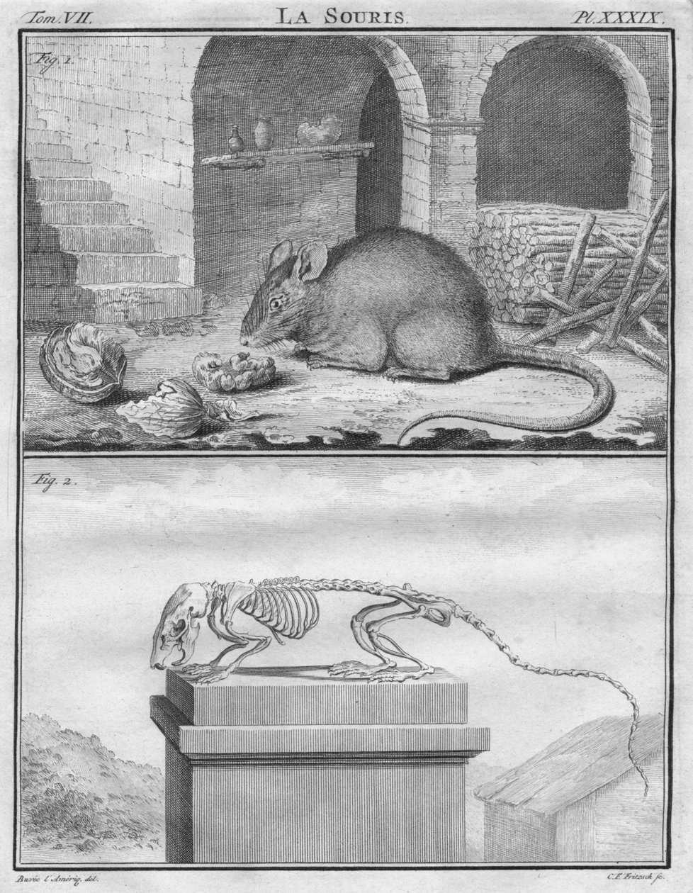 Myš, c1763. od Christian Friedrich Fritzsch