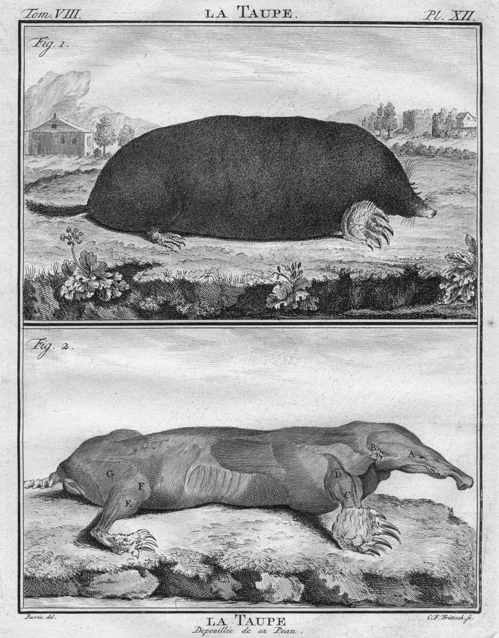 Krtek a Krtek svlečený z kůže, c1763. od Christian Friedrich Fritzsch