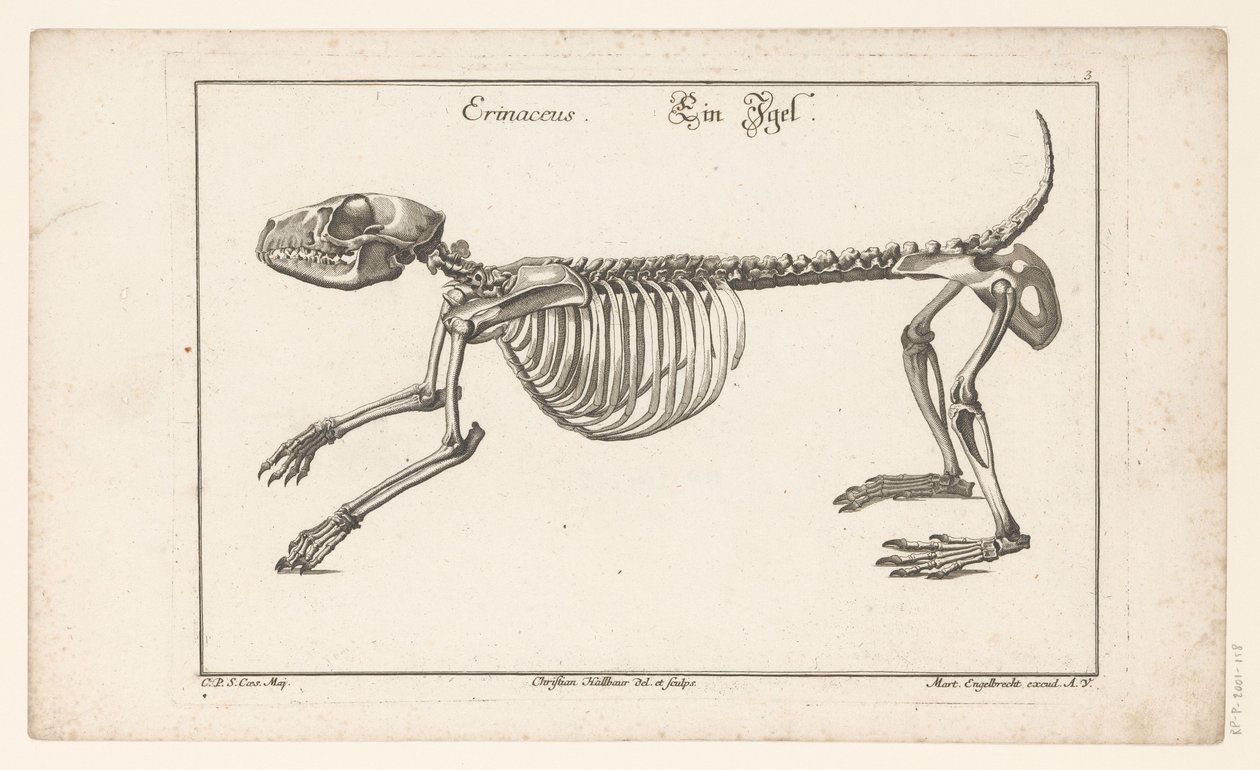 Kostra ježka Erinaceus / Ein Egel (název na objektu) Unterschiedliche Sceleta nebo Bone-Cörper (název série) od Christian Hallbaur