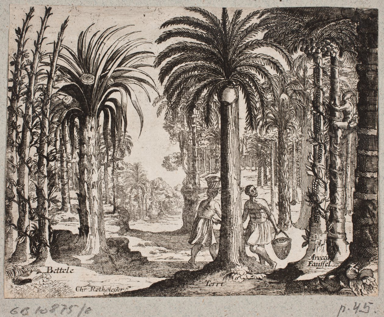 Palmelund s betelpalmerem od Christian Rothgiesser