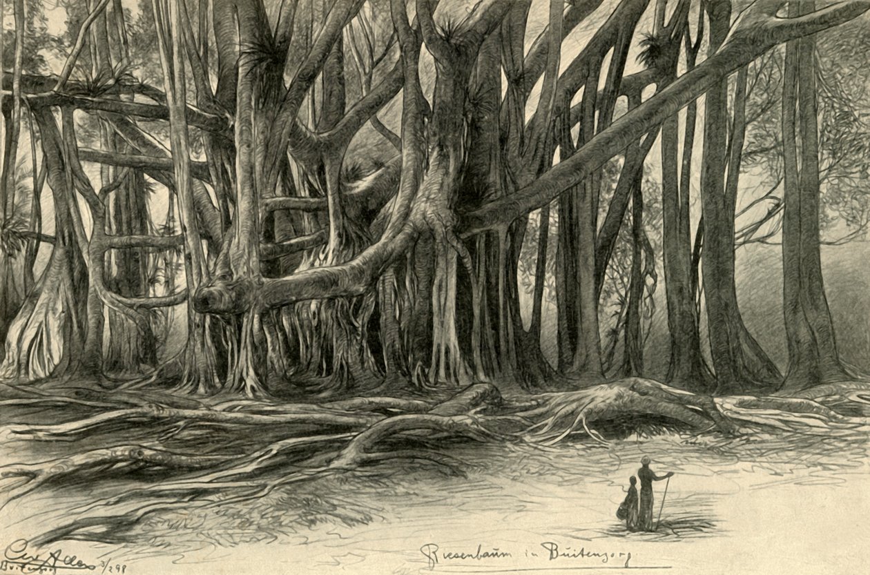Obří stromy v Buitenzorg, Jáva, 1898. od Christian Wilhelm Allers