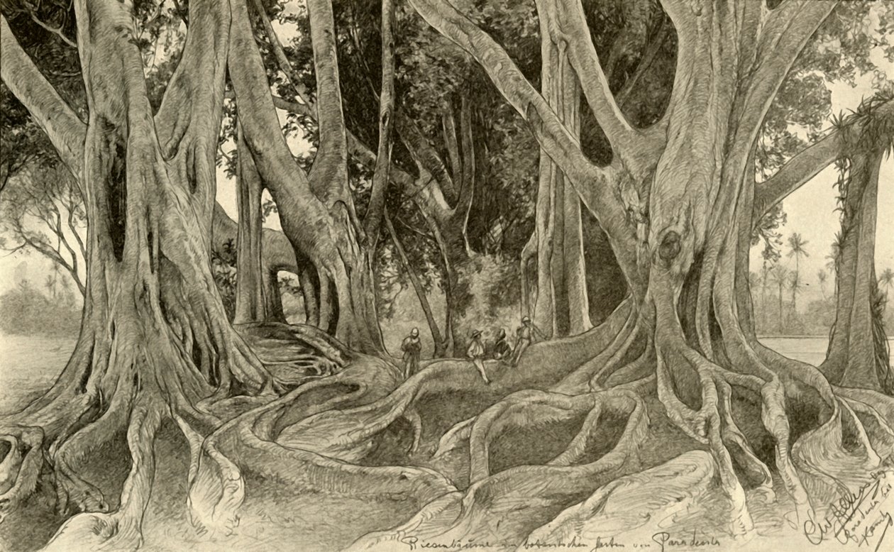 Obří stromy v botanických zahradách, Peradeniya, Kandy, Ceylon, 1898. od Christian Wilhelm Allers