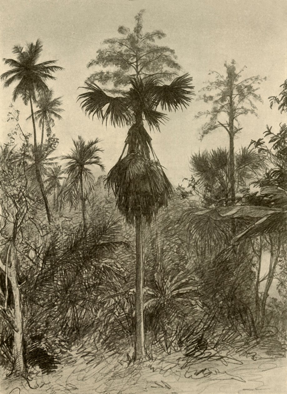 Talipot palma po odkvětu, Ceylon, 1898. od Christian Wilhelm Allers