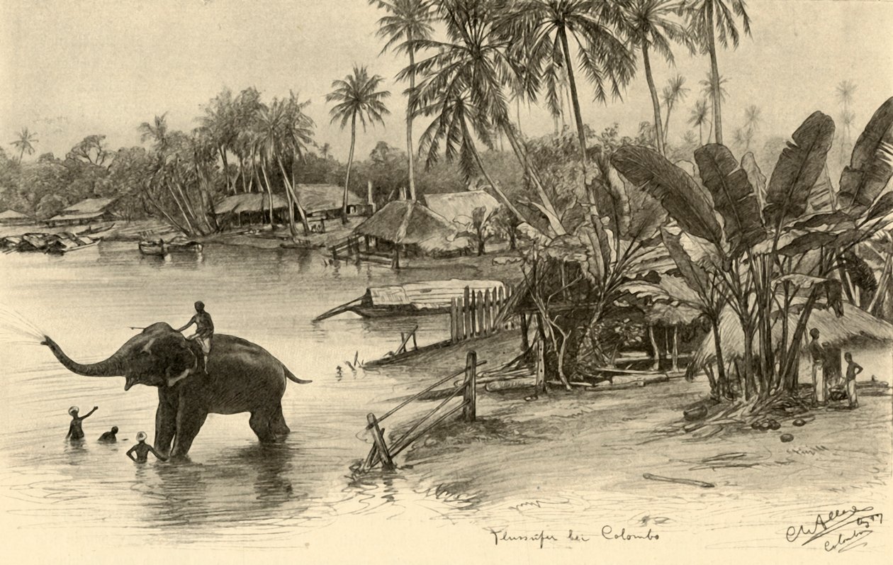 Mytí slona v řece, Colombo, Ceylon, 1898. od Christian Wilhelm Allers