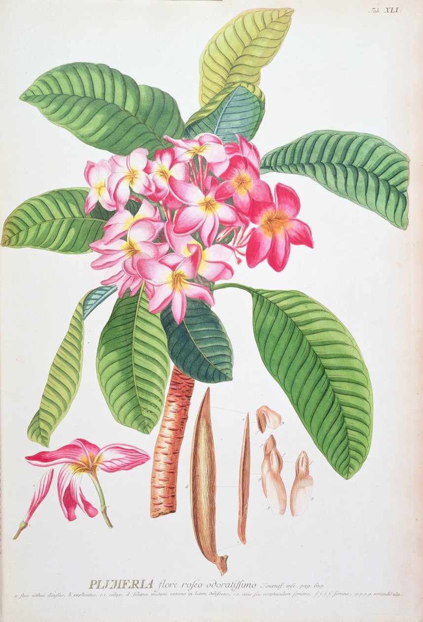 Plumeria: z knihy Plantae Selectae, kterou napsali Christoph Jacob Trew a Georg Dionysius Ehret (1710-70); Frangipanier; od Christoph Jacob & Ehert Georg Dionysius (1708/9 70) Trew