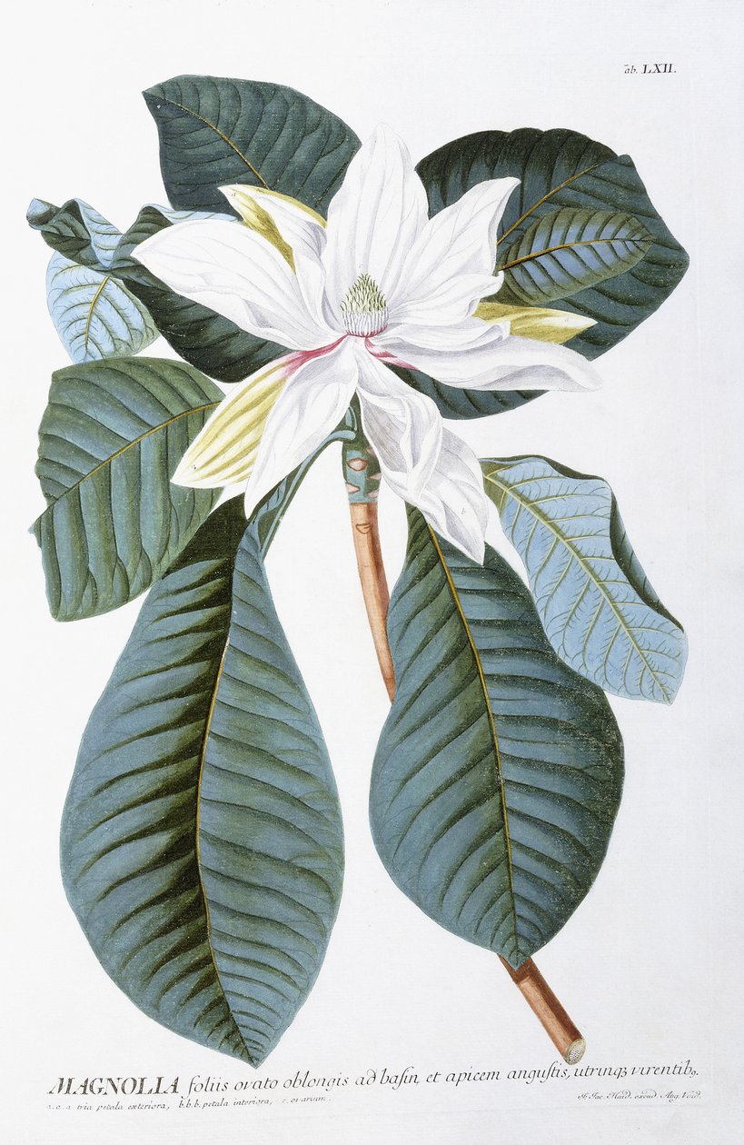 Magnolia, 1750-1773 od Christoph Jacob Trew