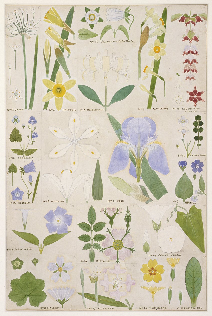 Botanická ilustrace, originál z Owena Jonese (1809-74) „The Grammar of Ornament“, 1856 (tužka, wc) od Christopher Dresser