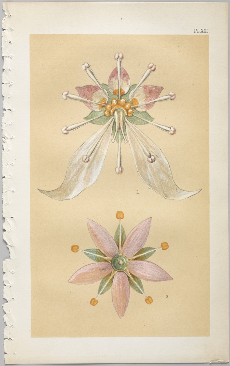 Umění dekorativního designu: s dodatkem uvádějícím hodiny dne, kdy se květiny otevírají, vydalo Day & Son, Londýn, 1862 od Christopher Dresser