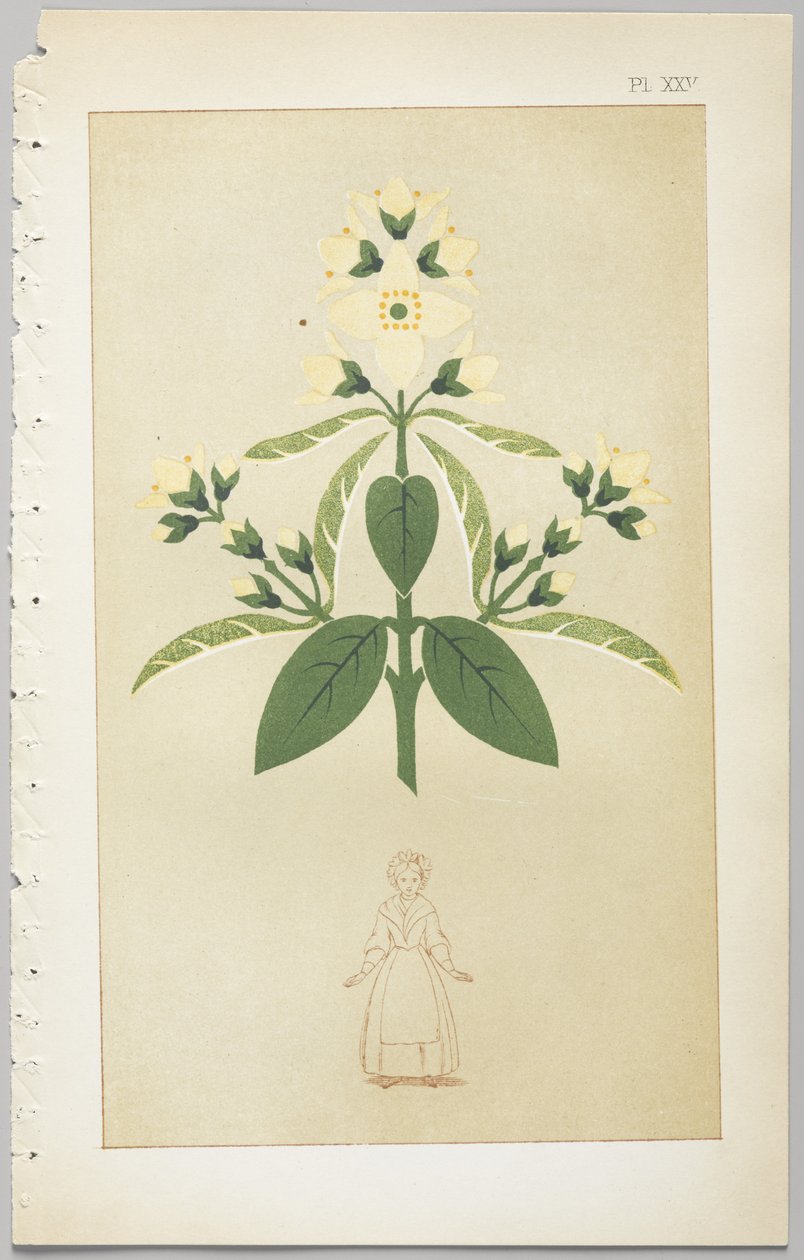 Umění dekorativního designu: s dodatkem uvádějícím hodiny dne, kdy se květiny otevírají, vydalo Day & Son, Londýn, 1862 od Christopher Dresser