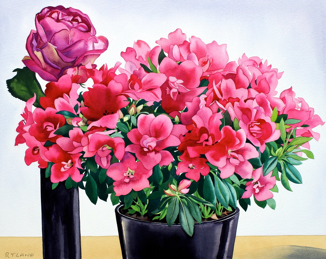 Azalea růže od Christopher Ryland