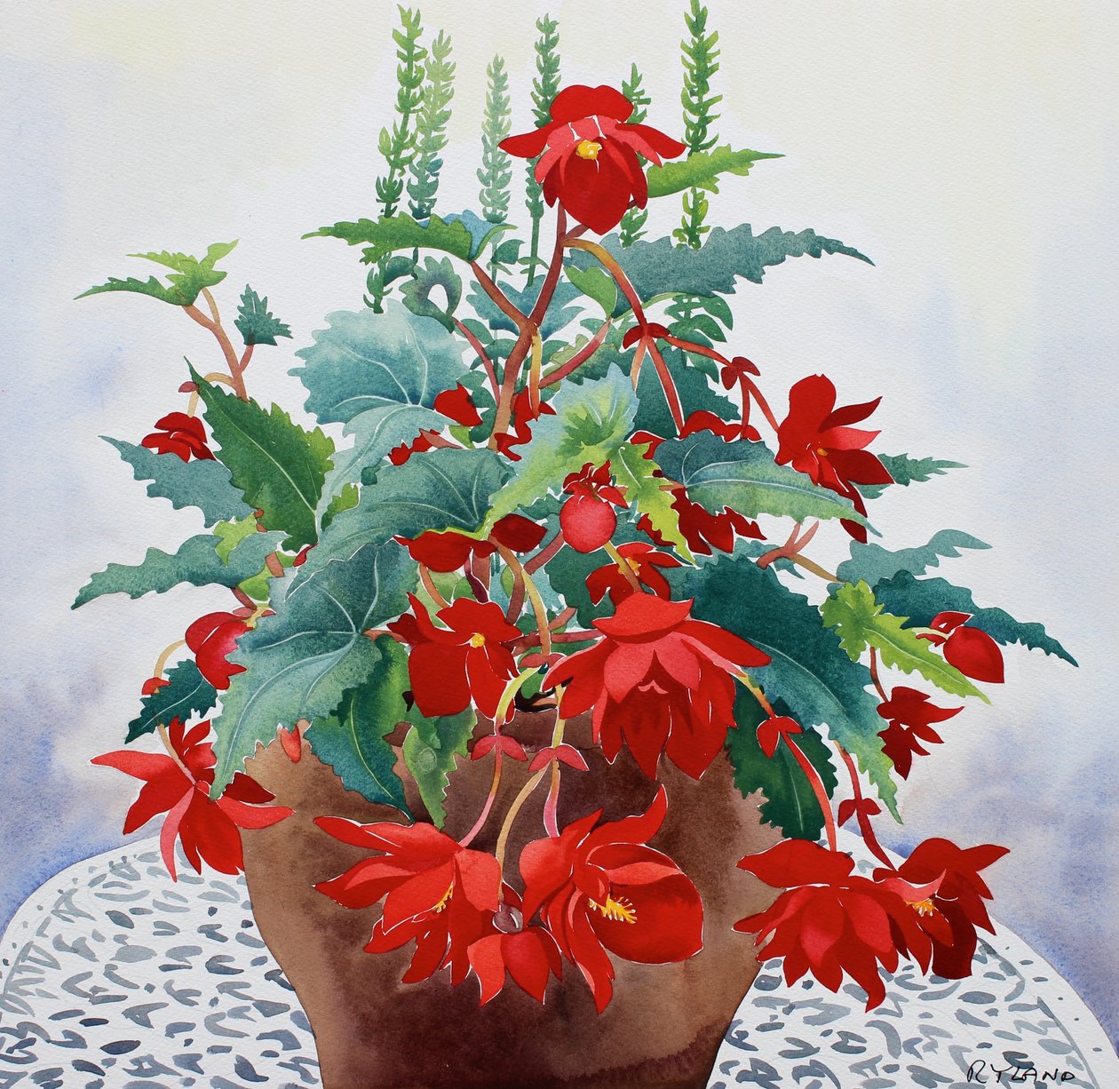 Begonia (akvarel na papíře) od Christopher Ryland