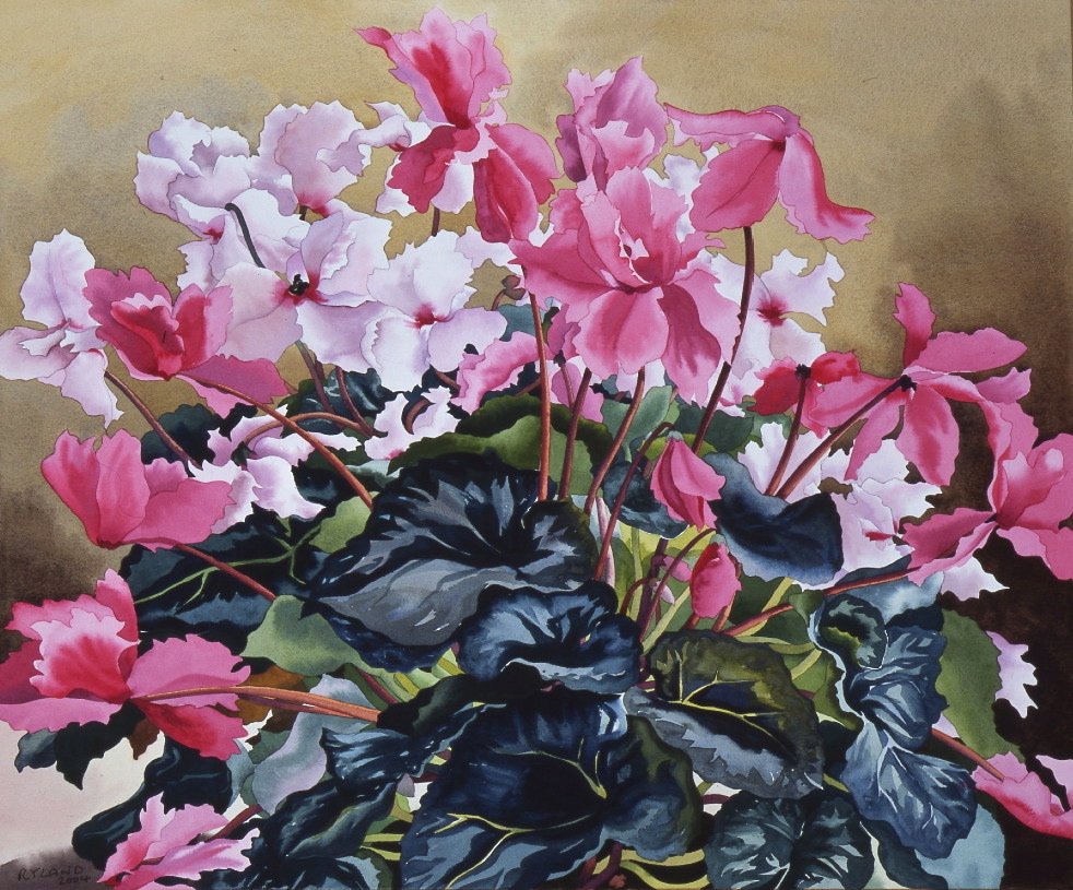 Cyclamen, 2004 (akvarel na papíře) od Christopher Ryland