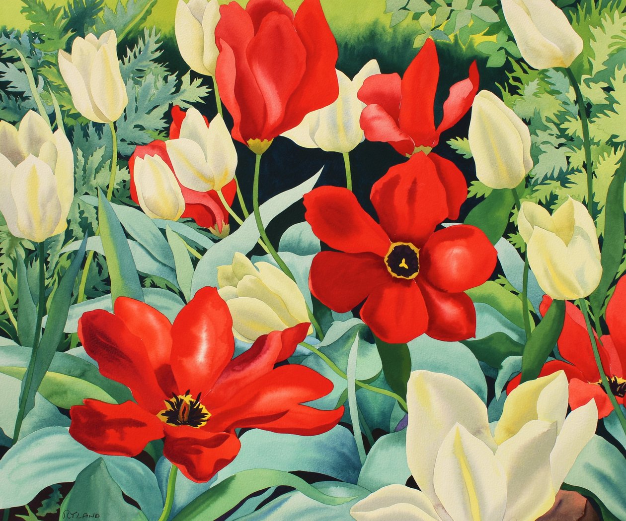 Rané tulipány (akvarel na papíře) od Christopher Ryland