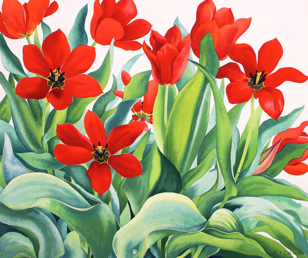 Madame Lefeber Tulips (akvarel na papíře) od Christopher Ryland