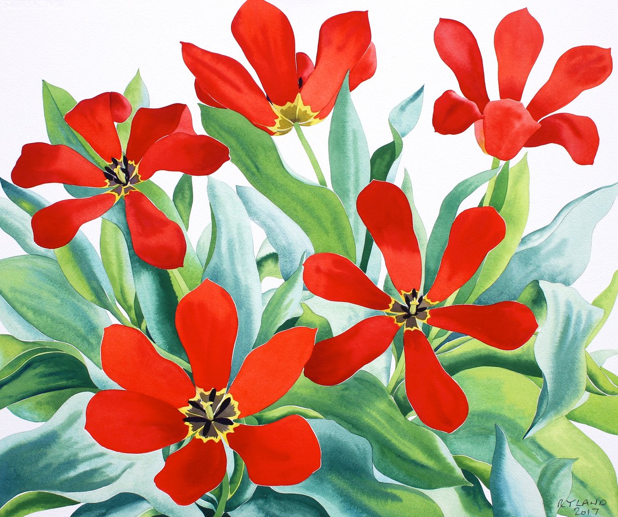 Madame Lefeber Tulips 2 (akvarel na papíře) od Christopher Ryland