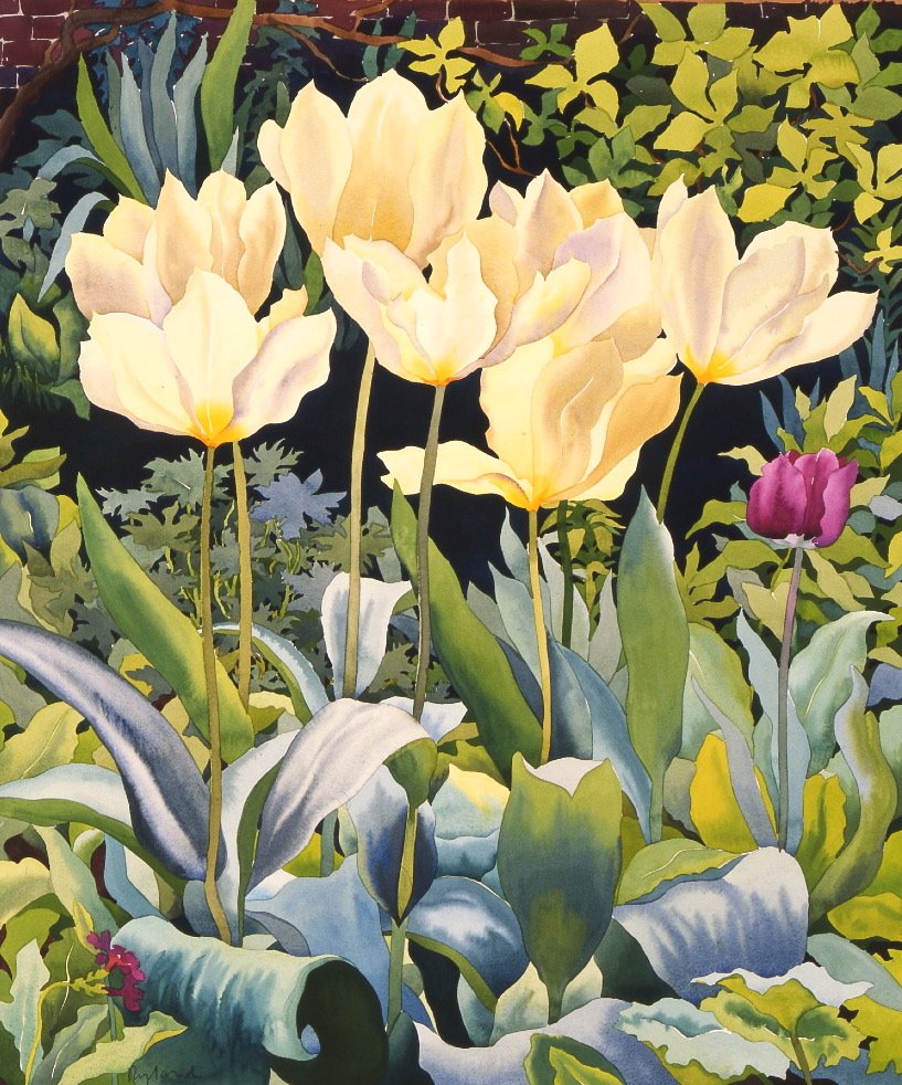 Světlé tulipány (akvarel na papíře) od Christopher Ryland