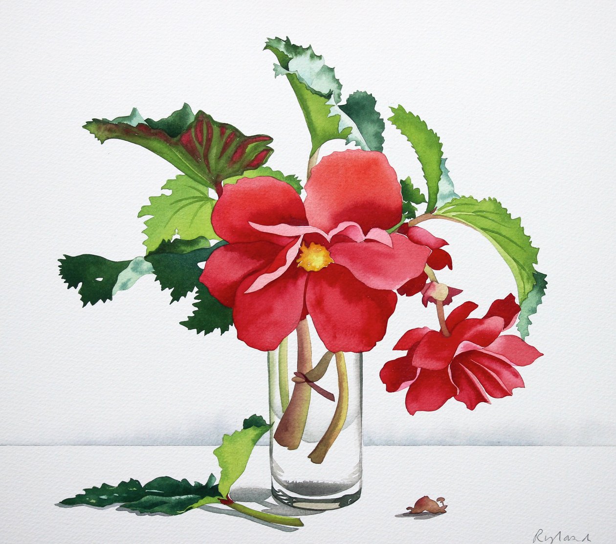 Červená Begonia od Christopher Ryland