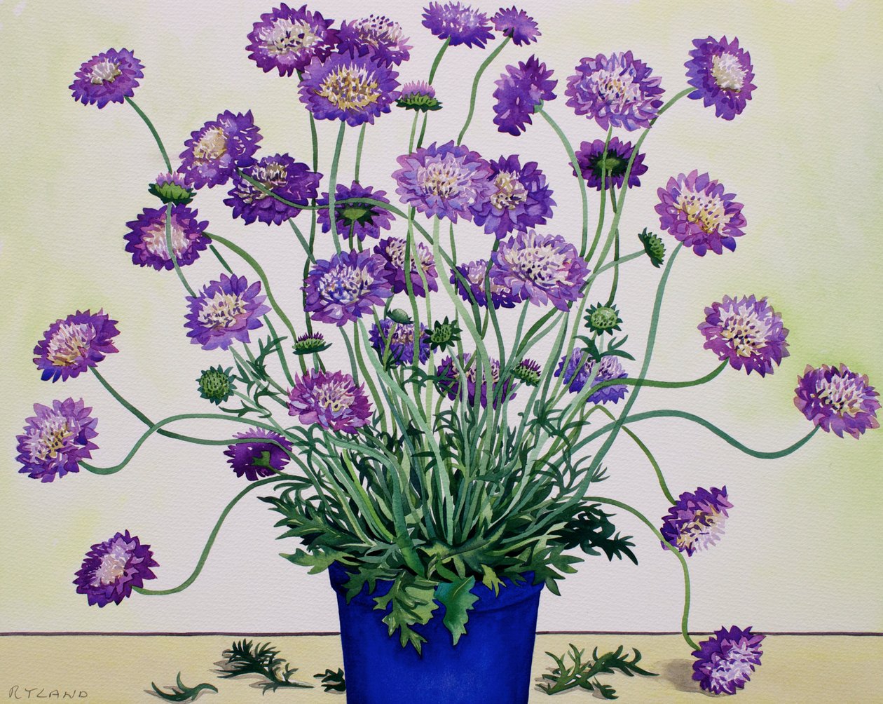 Scabious od Christopher Ryland